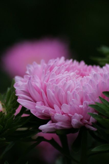 Crisantemo: Una flor de colores intensos típica del otoño