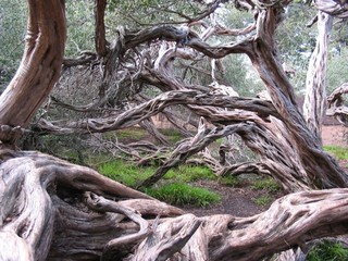 Tea Tree laevigatum) Landscape - Other | Houzz NZ