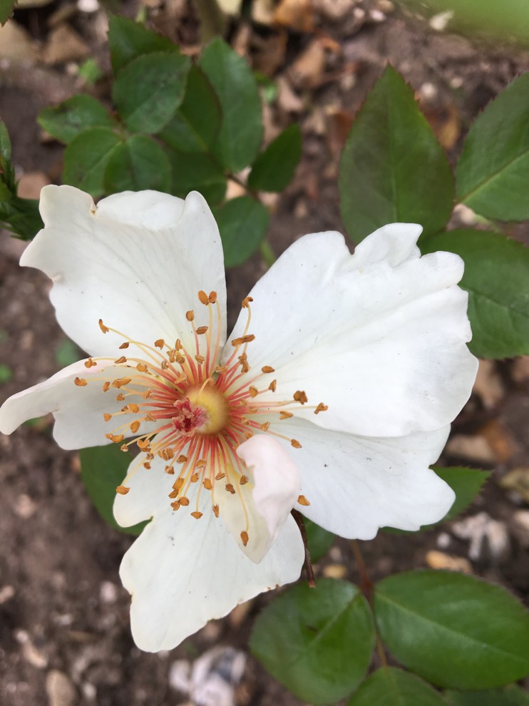 Idée de décoration pour un jardin à la française avant marin de taille moyenne et au printemps avec une exposition partiellement ombragée et du gravier.