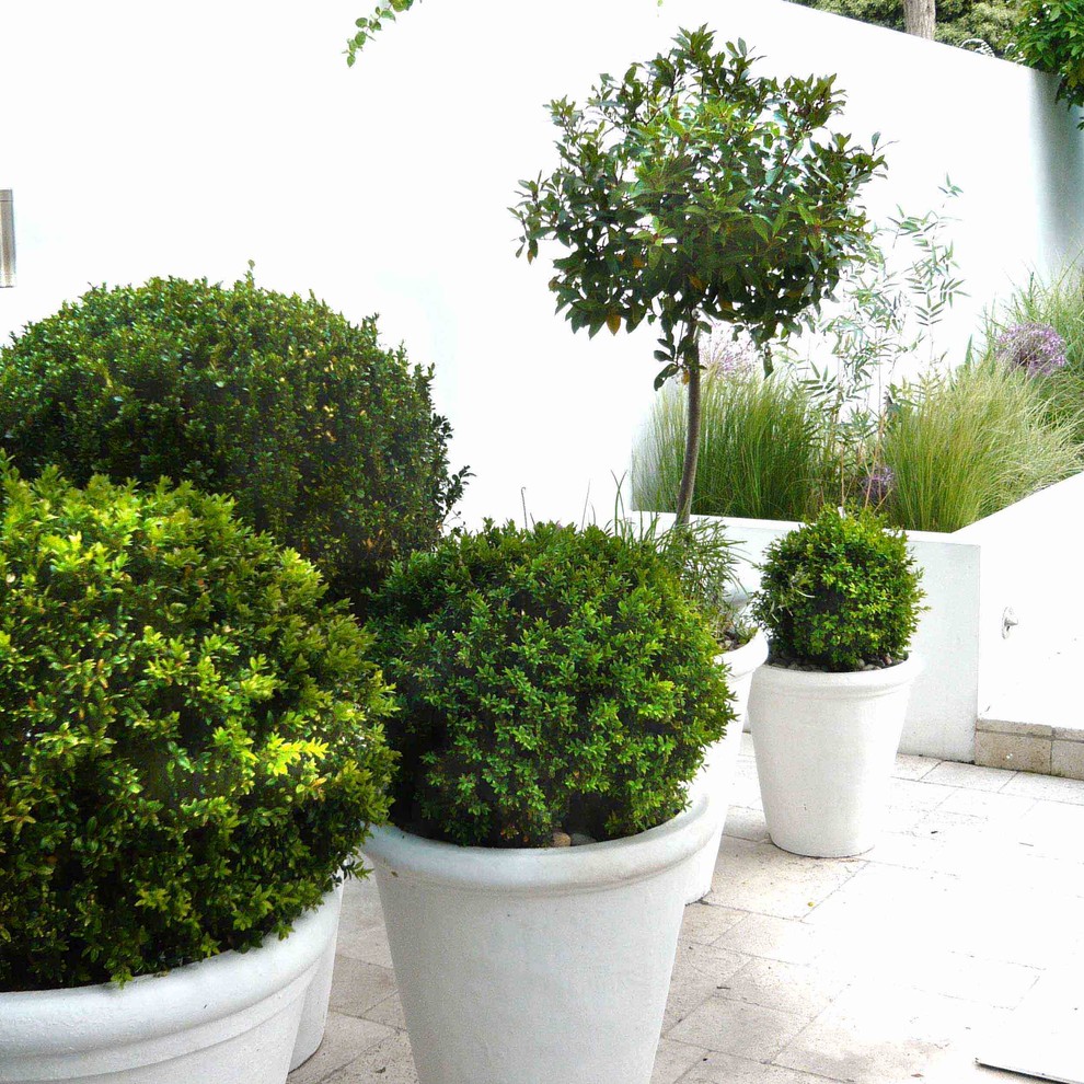 Cette image montre un petit jardin design avec une exposition ensoleillée et des pavés en pierre naturelle.