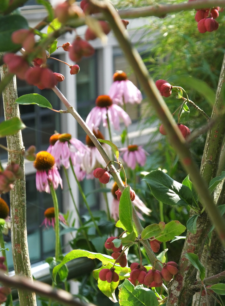 Foto de jardín moderno en verano en azotea con jardín de macetas y exposición total al sol