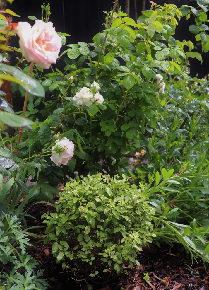 Idee per un piccolo giardino stile americano esposto in pieno sole dietro casa in estate