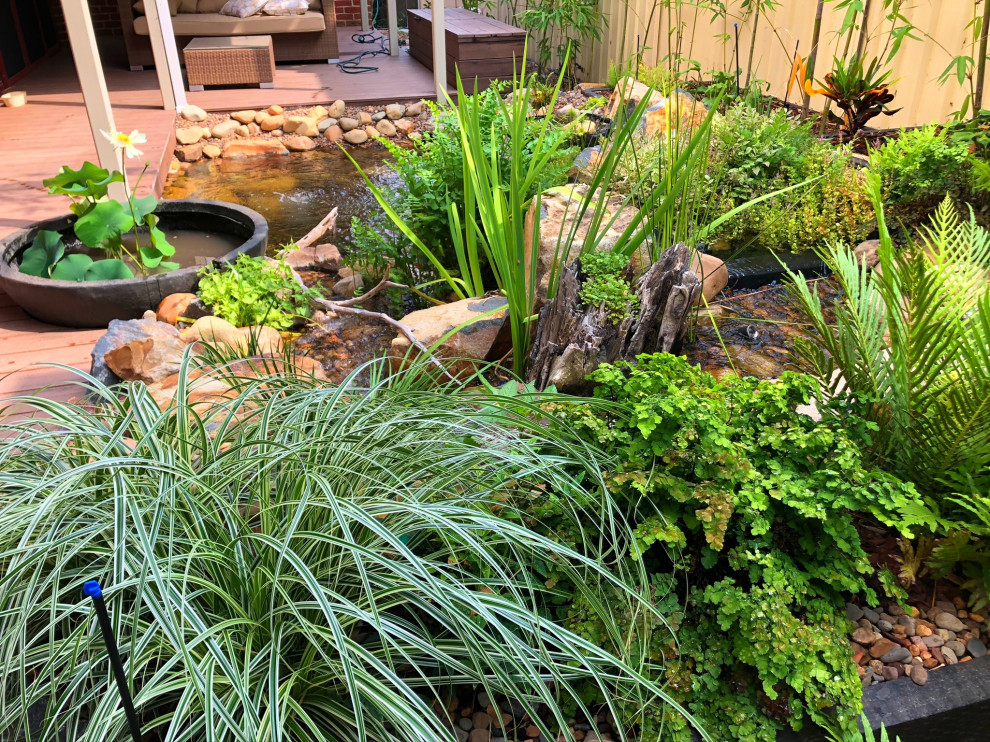 This is an example of a medium sized world-inspired back xeriscape full sun garden for spring in Newcastle - Maitland with a pond and decking.
