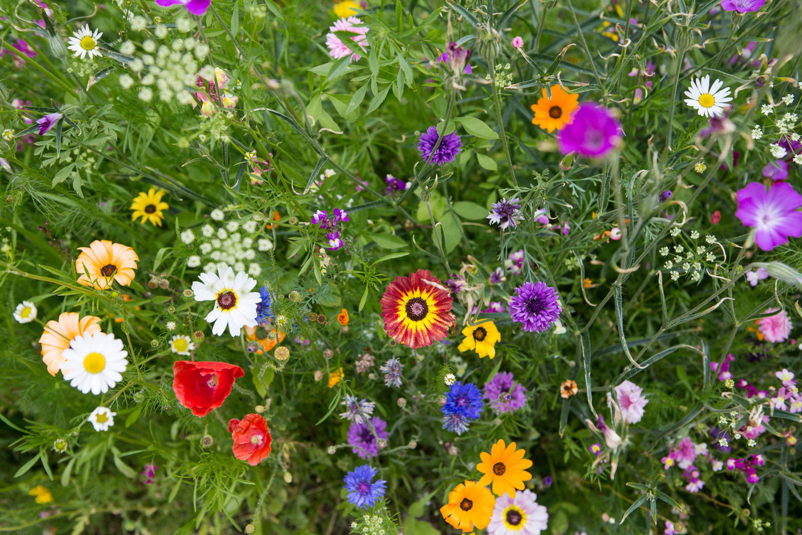 Клумба непрерывного цветения — названия и фото растений с вес�ны до осени