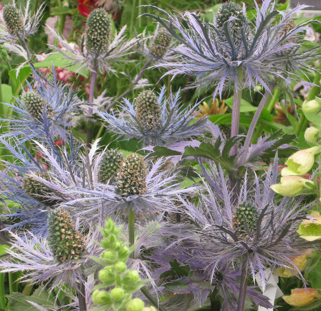 Eryngium alpinum 'Blue Star' Garden Other by Jess Knowles Houzz UK