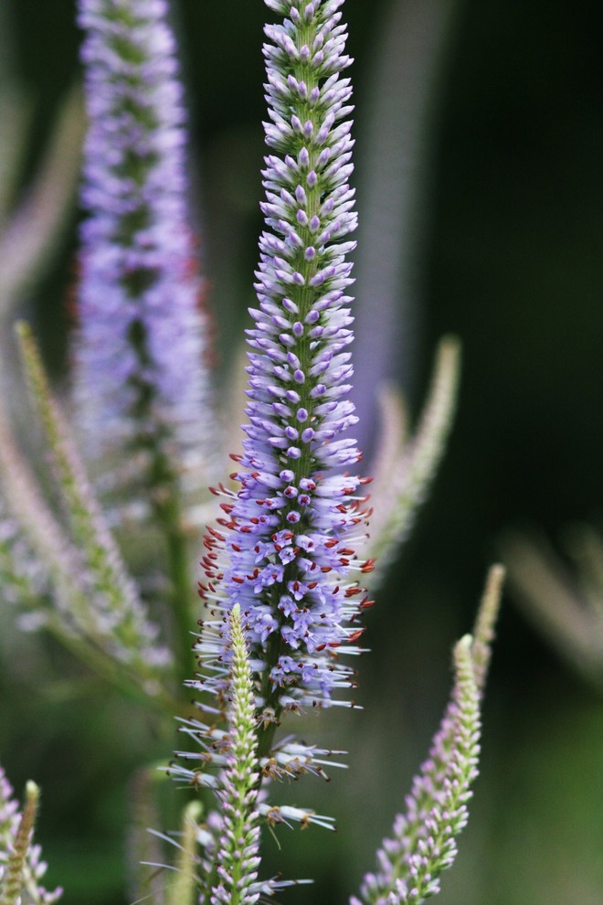 Garten in Surrey