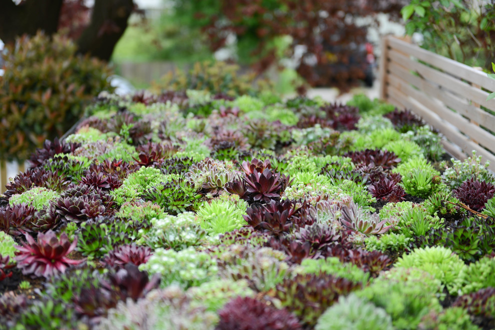 Front Garden - Court Lane - Contemporary - Landscape - London - by Kate