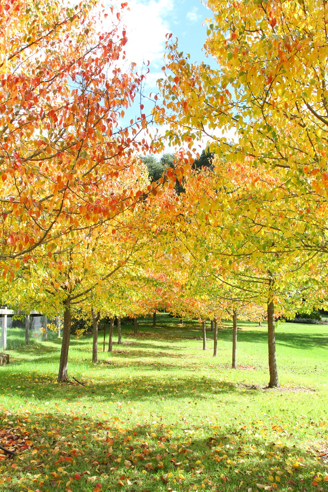 Imagen de jardín clásico en otoño con exposición total al sol