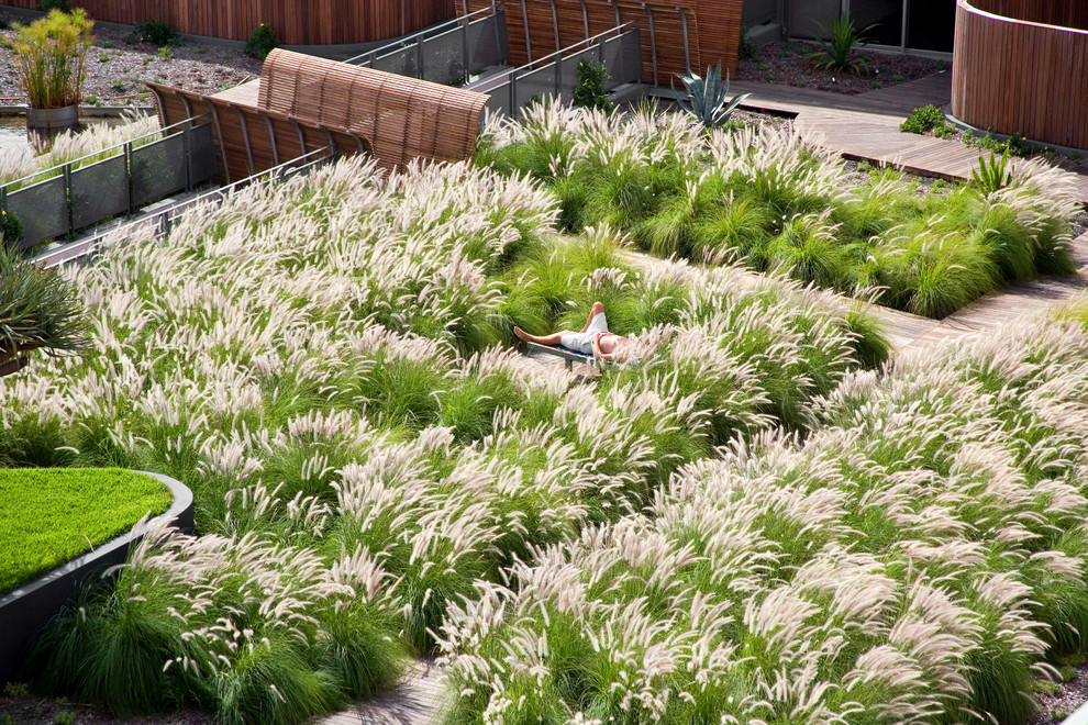 シドニーにあるインダストリアルスタイルのおしゃれな庭 (日向) の写真