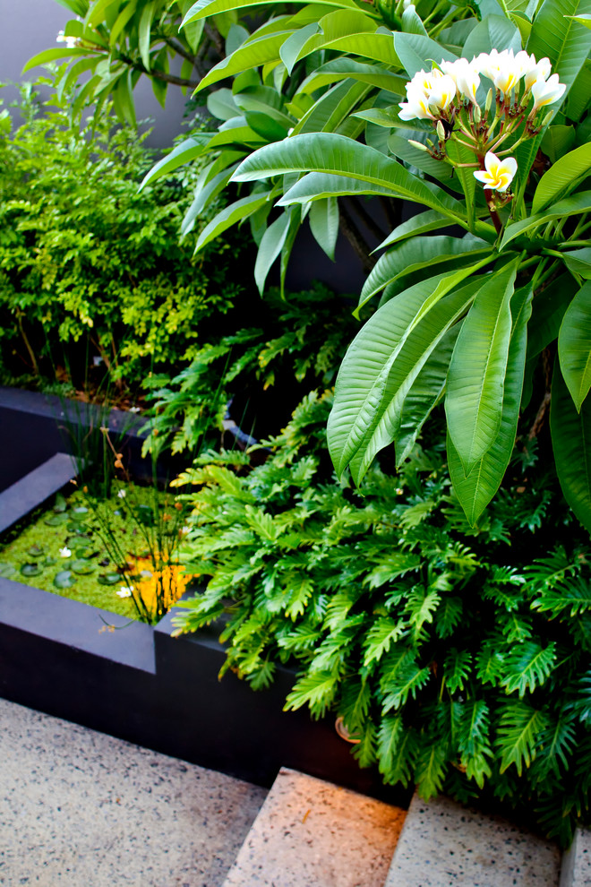 Aménagement d'un petit jardin sur cour contemporain avec un point d'eau, une exposition ensoleillée et une terrasse en bois.