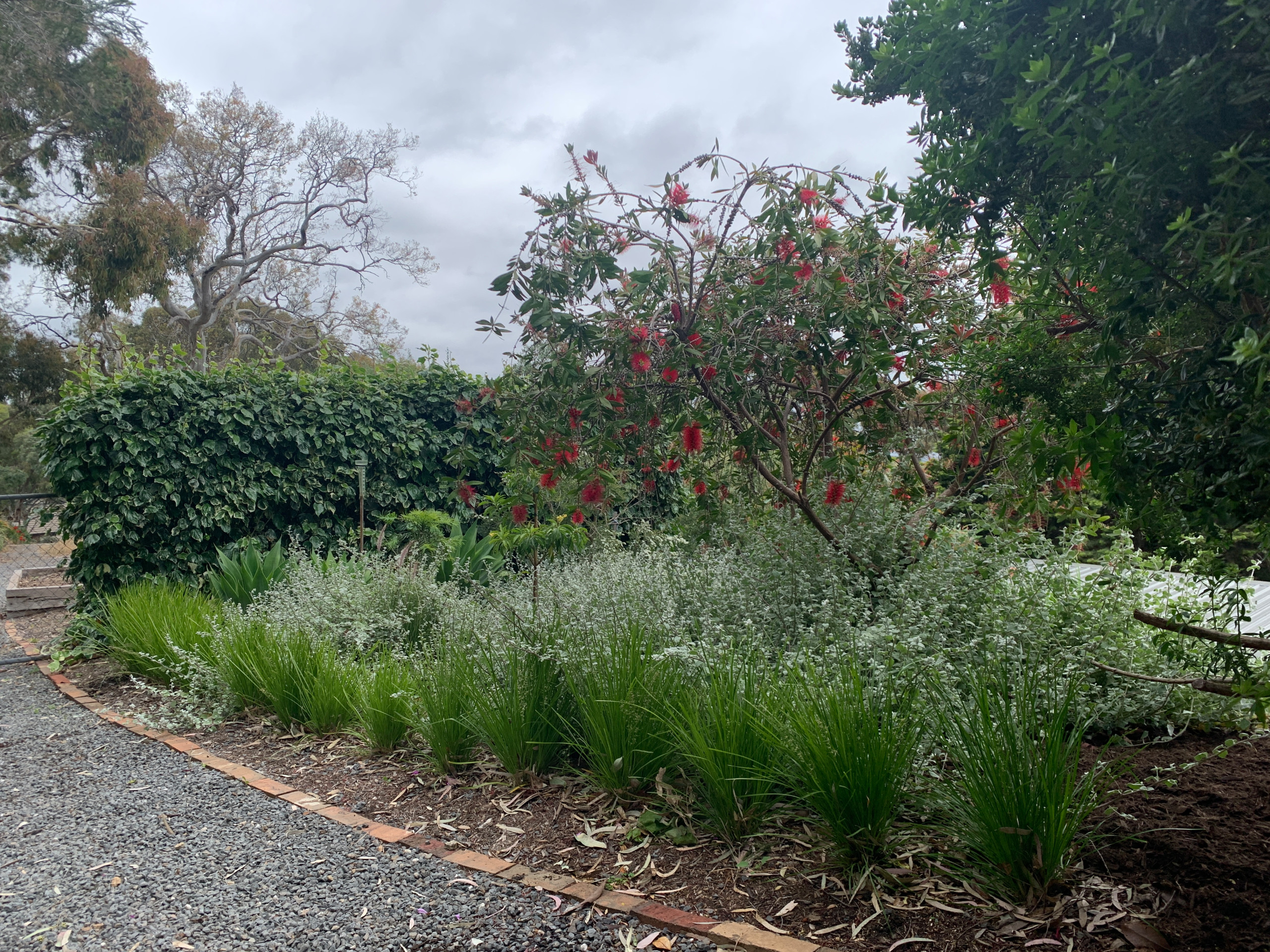 Mount Osmond Garden Re Design Native Garden Modern Landscape Adelaide By Catnik Design Studio Houzz