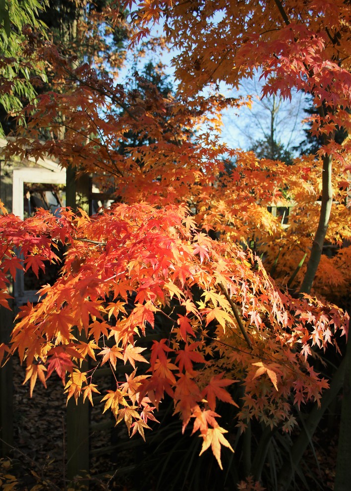 Cette image montre un jardin traditionnel l'automne.
