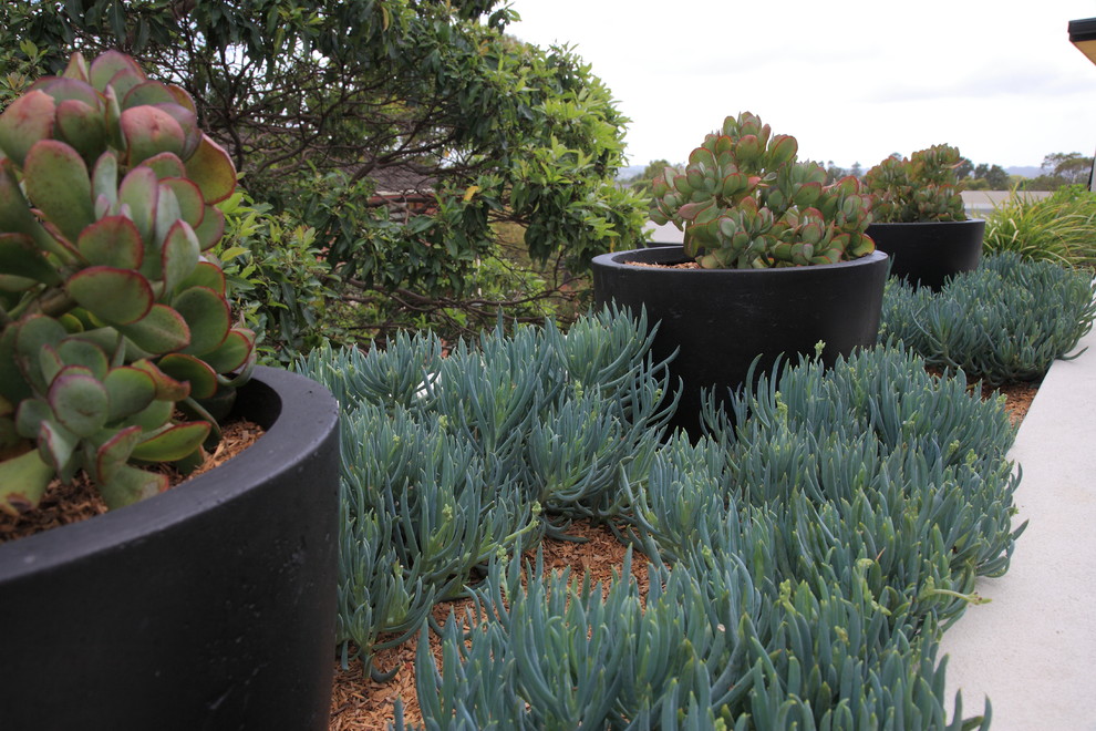 Inspiration for a contemporary landscaping in Sydney.