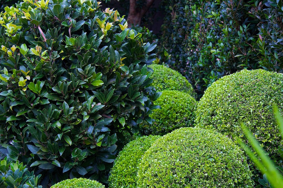 Cette photo montre un jardin à la française arrière chic avec une exposition ensoleillée.