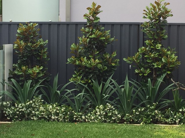 The 7 Fundamentals Of Choosing Plants For Skinny Side Gardens Houzz Nz