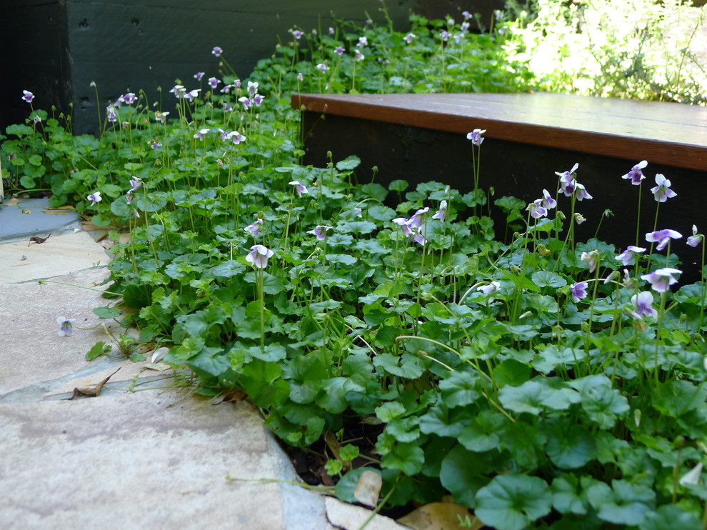 Foto di un giardino design in ombra in cortile in estate con un muro di contenimento e pedane