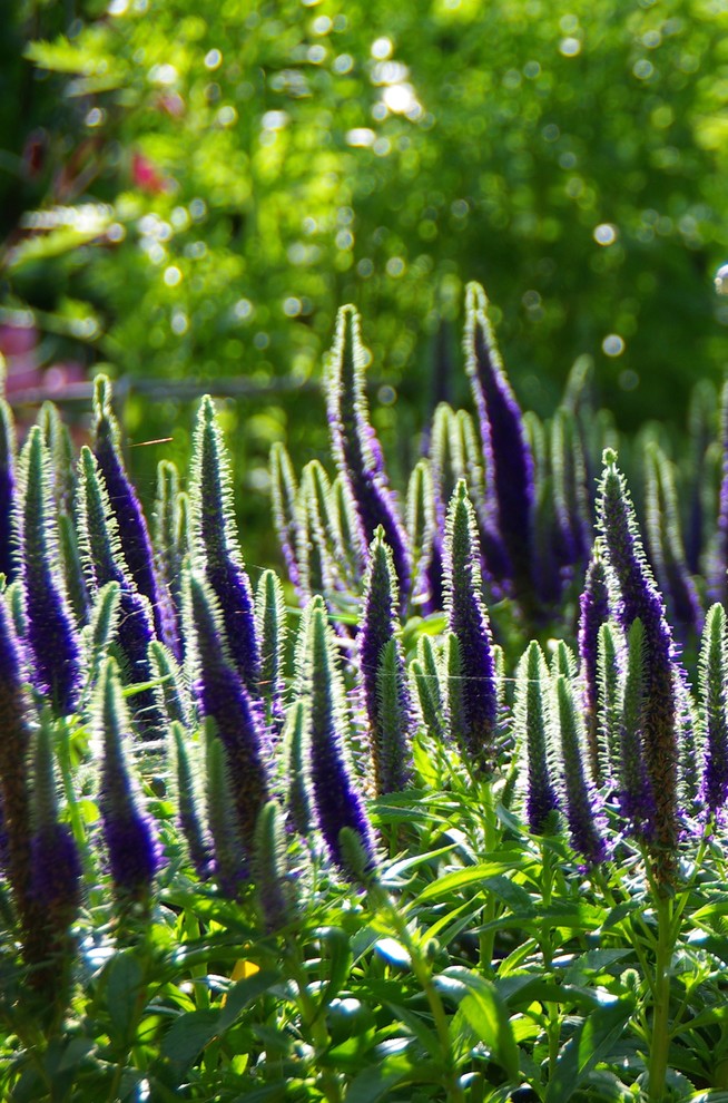 Exemple d'un jardin chic.