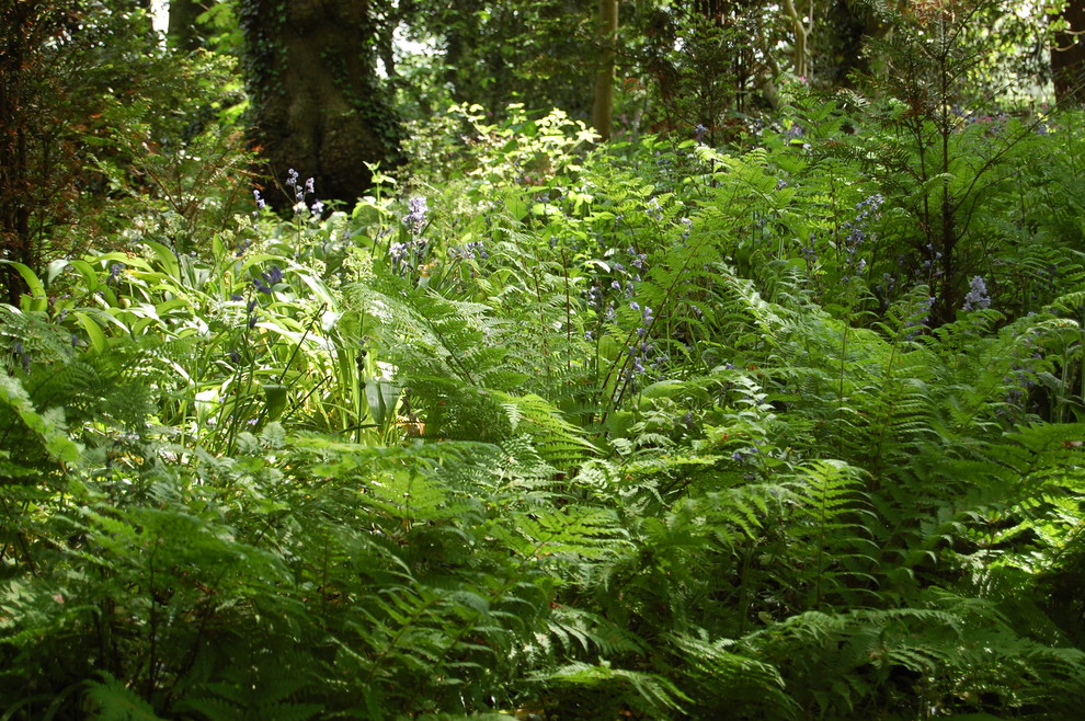 Foto di un giardino tropicale esposto a mezz'ombra in primavera con un pendio, una collina o una riva