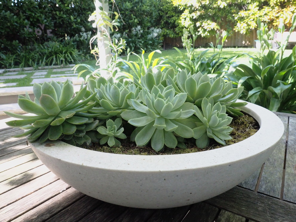 Schattiger Moderner Garten hinter dem Haus mit Kübelpflanzen in Sydney