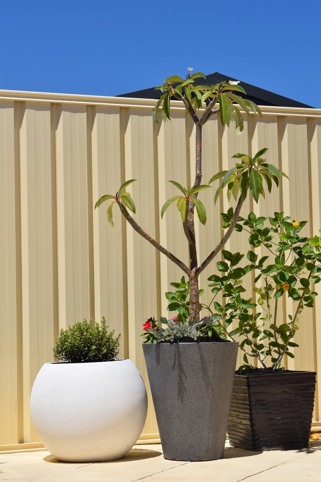 Свежая идея для дизайна: маленький солнечный участок и сад на заднем дворе в современном стиле с растениями в контейнерах и хорошей освещенностью для на участке и в саду - отличное фото интерьера