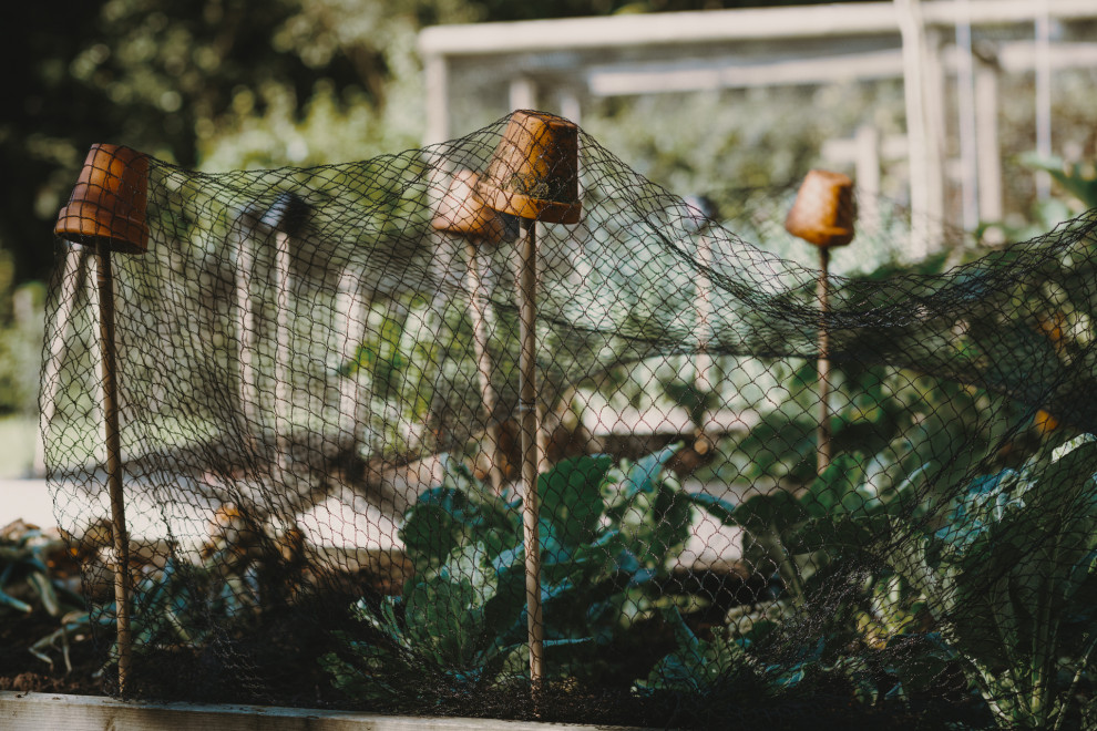 Raised bed with brassica netting Traditional Landscape Other by
