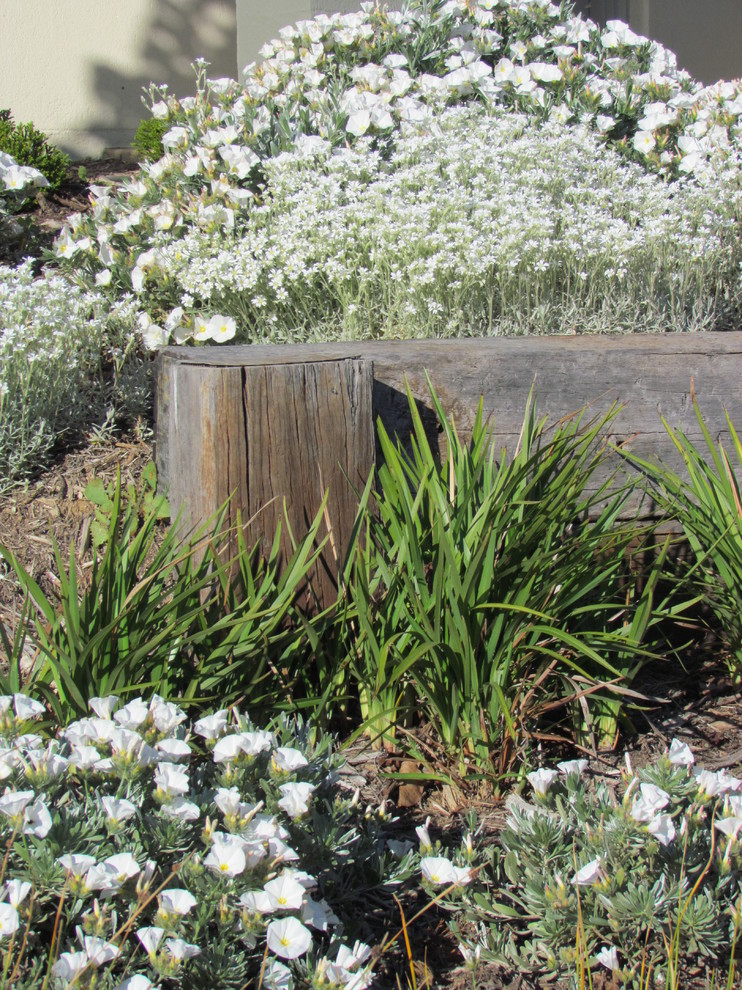 キャンベラにある低価格の小さな、春のコンテンポラリースタイルのおしゃれな庭 (ゼリスケープ、マルチング舗装) の写真