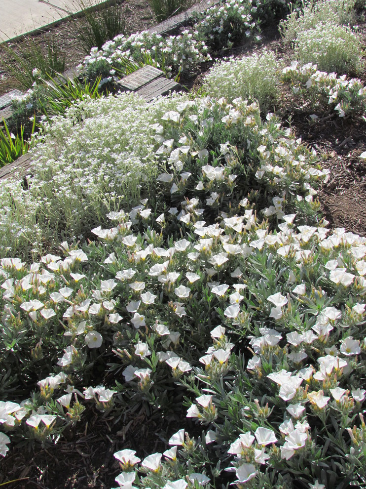 Residential Ngunnawal ACT Contemporary Landscape Canberra