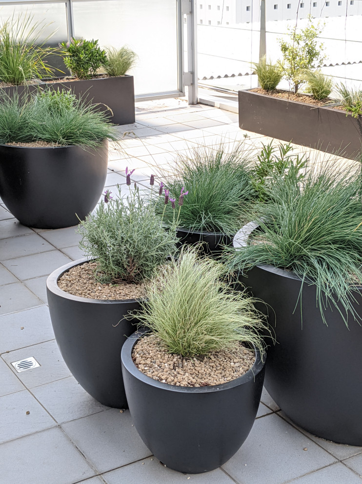 Seaside Container Garden - Modern - Landscape - Auckland - by City ...