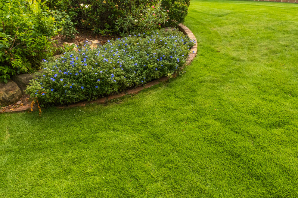 Sir Grange Zoysia Indooroopilly 4068 Modern Landscape Brisbane by Jimboomba Turf Group