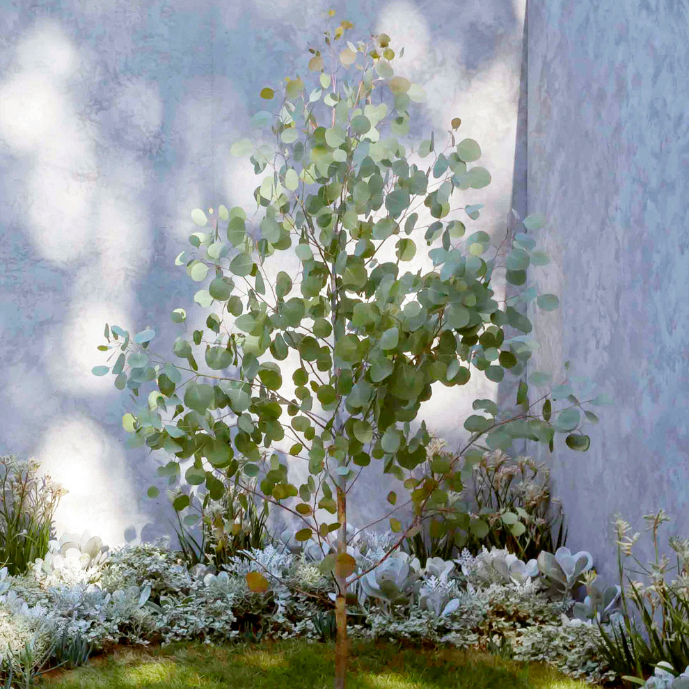Immagine di un piccolo giardino xeriscape design esposto in pieno sole in cortile in estate con un ingresso o sentiero e ghiaia