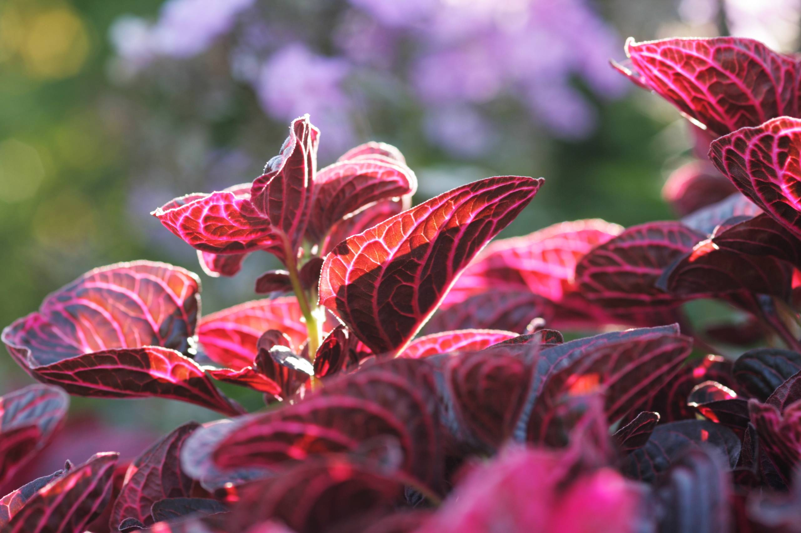 Декоративнолистные растения для сада: Растения с цветными, яркими, большимидекоративными листьями, фото и названия