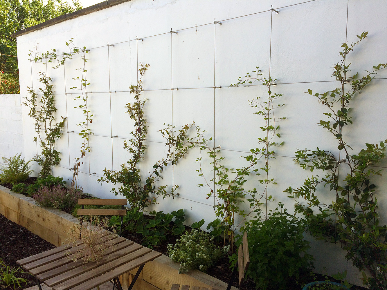 Wire Trellis With Roses - Photos & Ideas