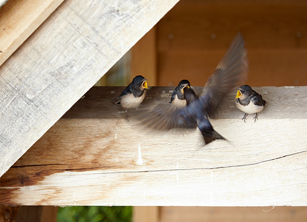 Un rifugio per gli uccellini selvatici nel tuo giardino - VillaggioNatura