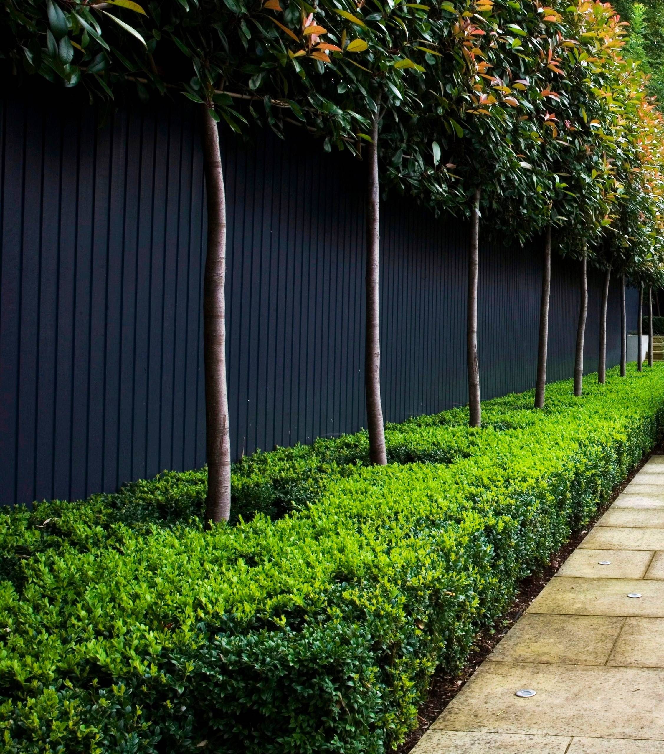 Plant Profile: Humble But Handy Boxwood Hedges | Houzz Au