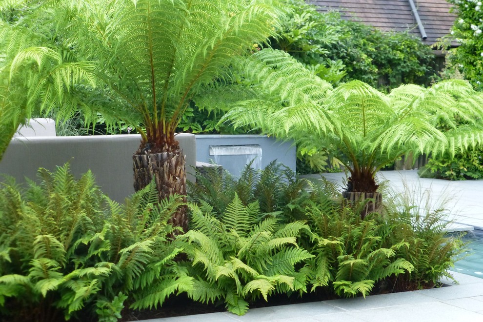 Tropical Garden In Northwood Contemporary Landscape London By Garden Arts