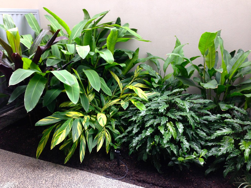 Inspiration for a small tropical side yard landscaping in Brisbane.