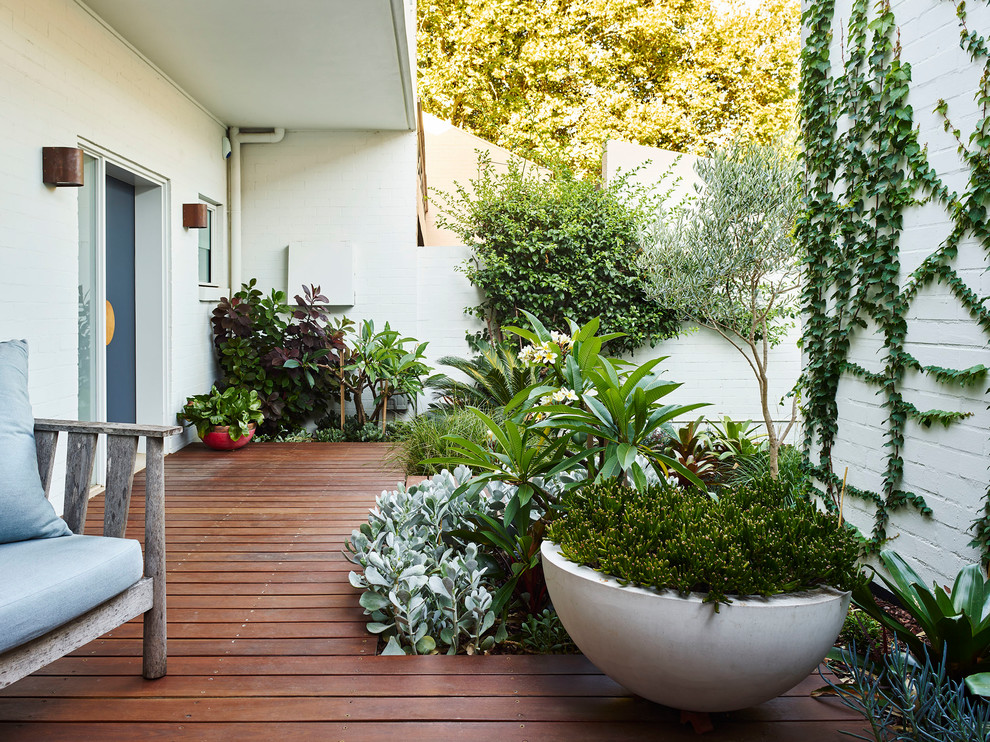 This is an example of a medium sized contemporary courtyard formal garden in Sydney.