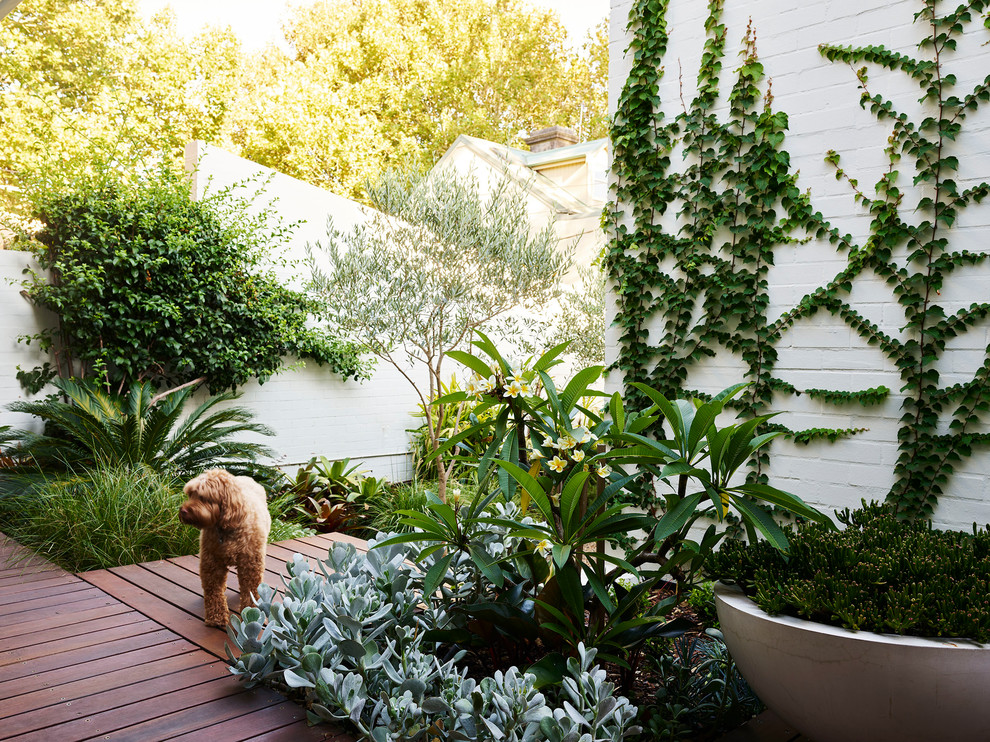 Design ideas for a mid-sized contemporary courtyard formal garden in Sydney.