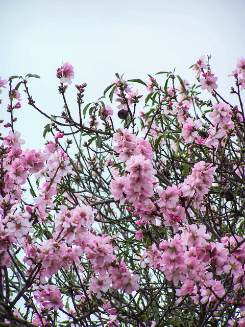 Mandorlo - Prunus dulcis (Almond tree) - Farmhouse - Landscape - Other - by  Lidia Zitara | Houzz