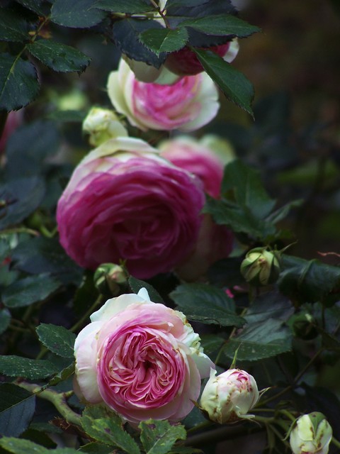 Guida alla Coltivazione della Rosa Rampicante 'Pierre de Ronsard'