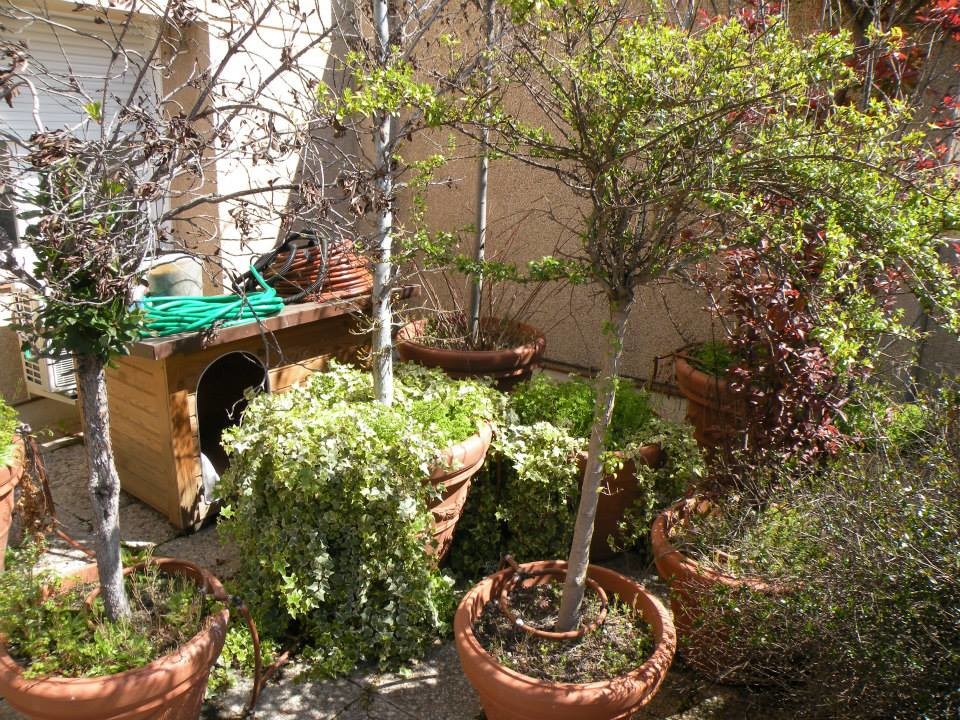 Foto de acceso privado tradicional renovado pequeño con jardín de macetas