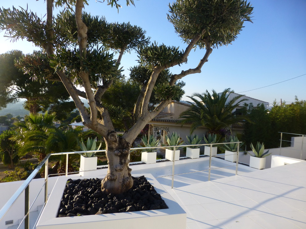 Inspiration for a modern garden in Alicante-Costa Blanca.