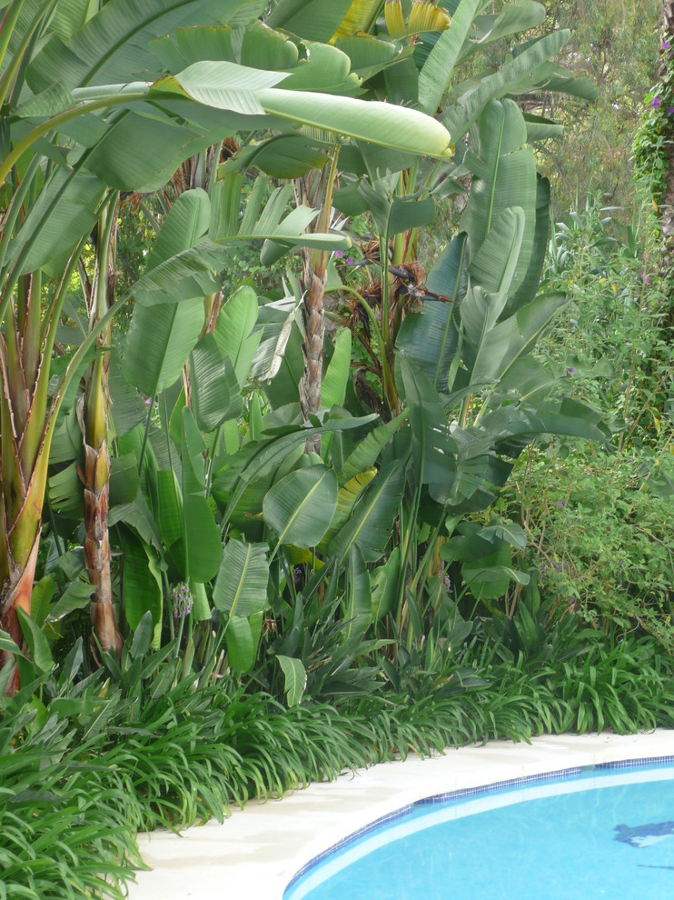 Immagine di un giardino tropicale