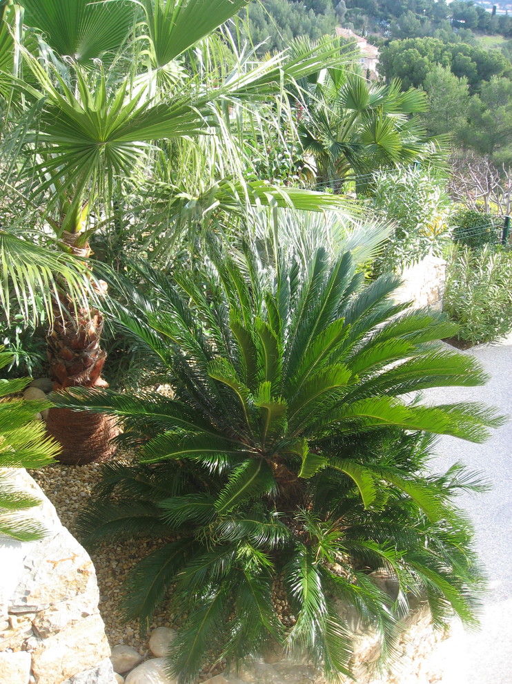 Exemple d'un jardin exotique avec une exposition ensoleillée.