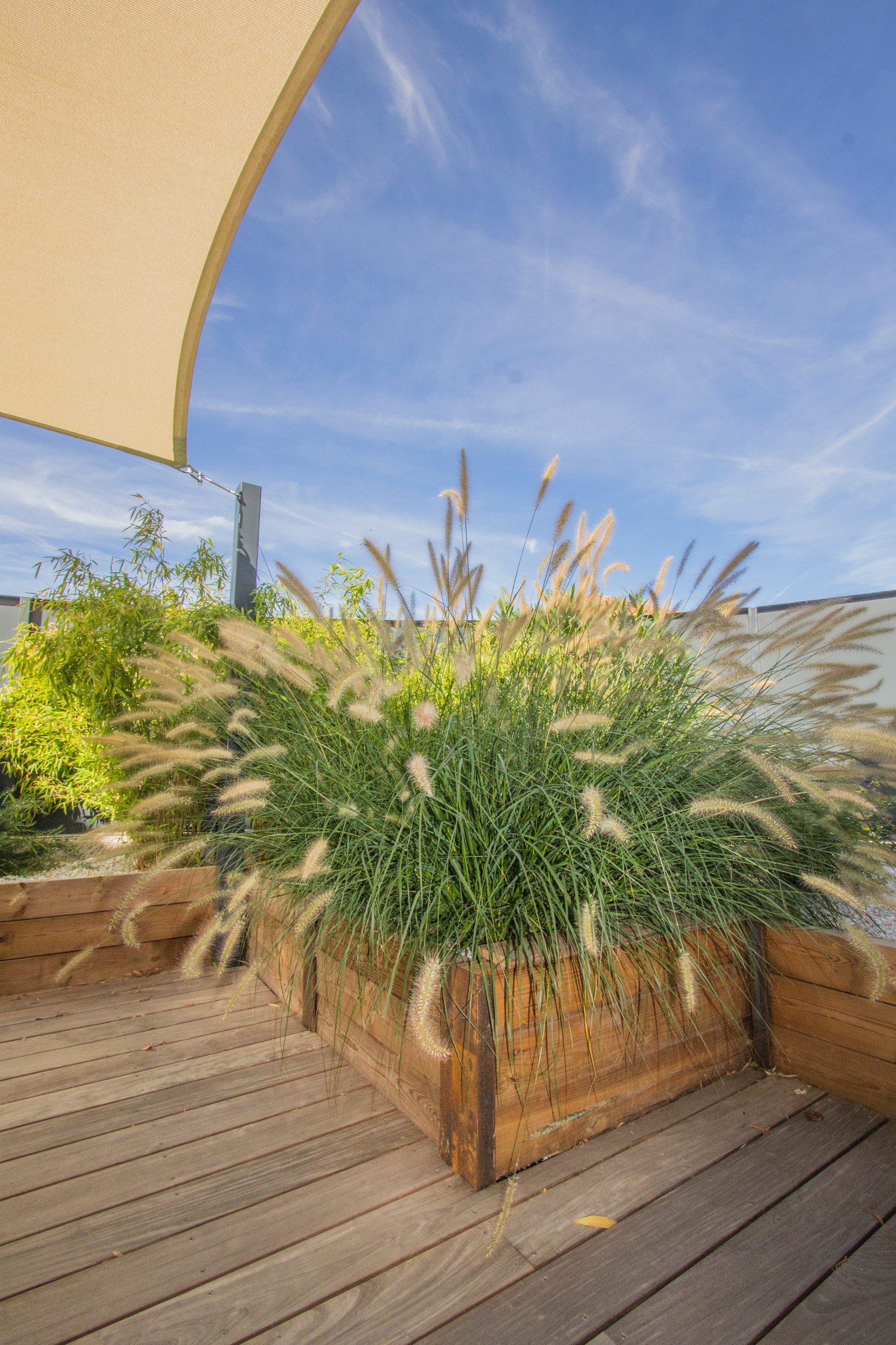 springhetti custom outdoor living on 75 Beautiful Privacy Landscaping Pictures Ideas April 2021 Houzz