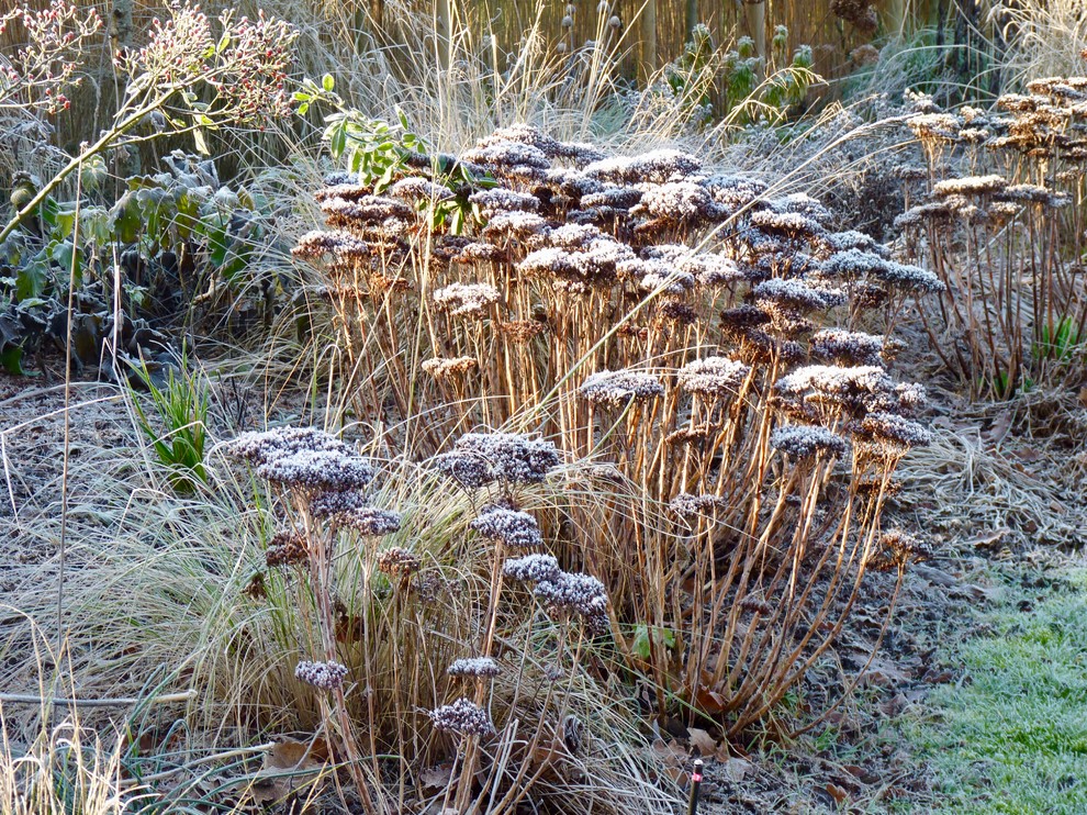 Immagine di un giardino country in inverno
