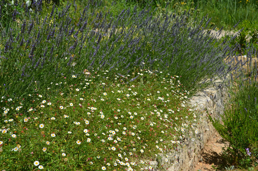 Exemple d'un grand jardin méditerranéen avec une exposition ensoleillée et une pente, une colline ou un talus.