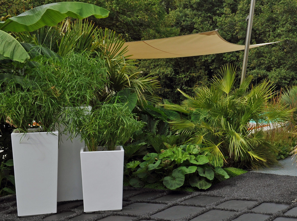Design ideas for a tropical landscaping in Angers.