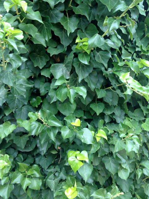 Planter des bulbes à l'automne : mode d'emploi - Ivy Paysagiste