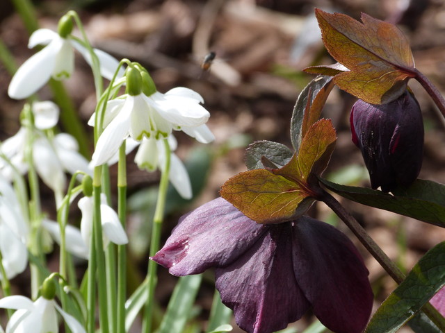 Feed the Bees With These Enchanting Winter Blossoms